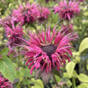 Monarda Balance - Méhbalzsam