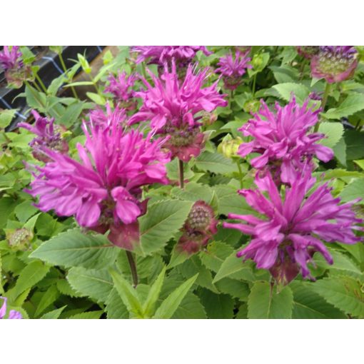 Monarda Bee-Pure - Méhbalzsam