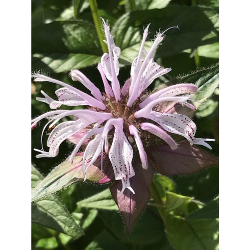 Monarda bradburiana - Méhbalzsam