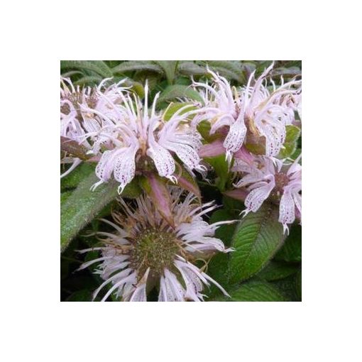 Monarda bradburiana Maramek - Méhbalzsam