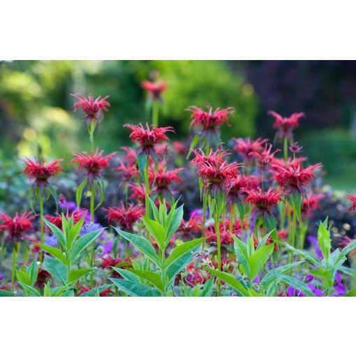 Monarda Cambridge Scarlet - Méhbalzsam