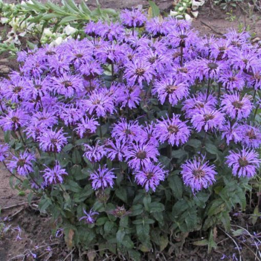 Monarda didyma Blue Moon - Méhbalzsam