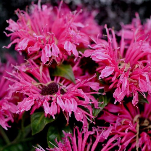 Monarda didyma Cranberry Lace - Méhbalzsam