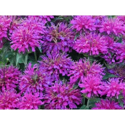 Monarda didyma Grape Gumball - Méhbalzsam