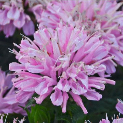 Monarda didyma Pink Frosting - Méhbalzsam