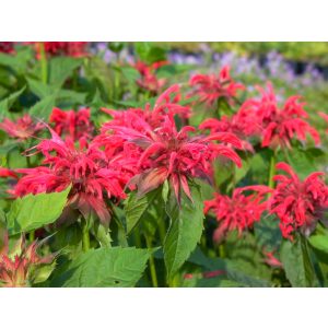 Monarda didyma Rote Töne - Méhbalzsam