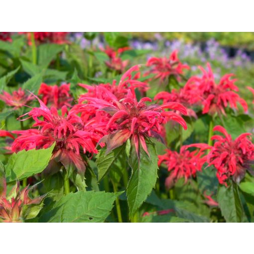 Monarda didyma Rote Töne - Méhbalzsam