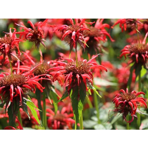 Monarda didyma Squaw - Méhbalzsam