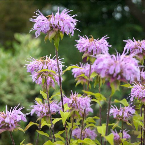 Monarda Elsies Lavender - Méhbalzsam