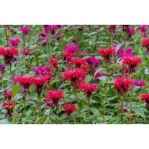 Monarda Fireball - Méhbalzsam