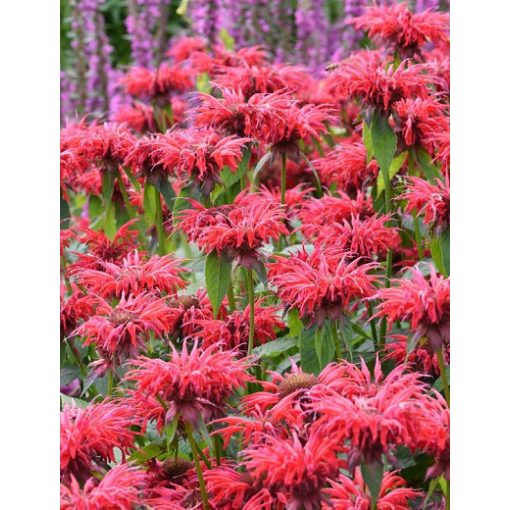 Monarda Gardenview Scarlet - Méhbalzsam