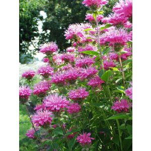 Monarda Marshalls Delight - Méhbalzsam