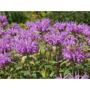 Monarda menthifolia Pummel - Méhbalzsam