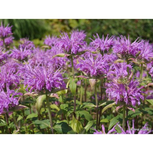 Monarda menthifolia Pummel - Méhbalzsam