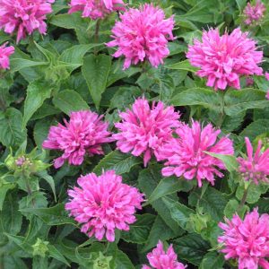 Monarda Petite Delight - Méhbalzsam