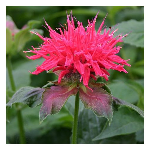 Monarda Pink Supreme - Méhbalzsam