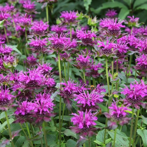 Monarda Scorpion - Méhbalzsam