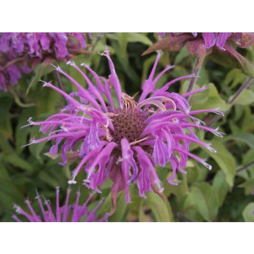 Monarda Violet Queen - Méhbalzsam