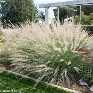 Muhlenbergia lindheimeri - Vattacukorfű