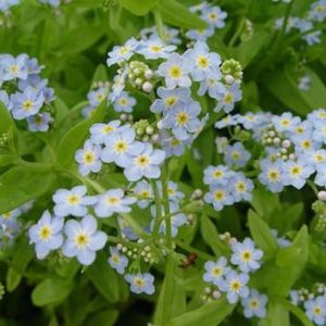 Myosotis palustris Perle von Ronneberg - Mocsári nefelejcs