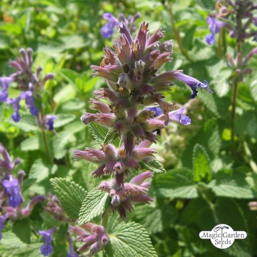 Nepeta cataria - Macskamenta