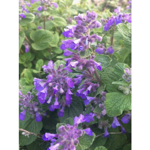 Nepeta cataria ssp. citriodora - Macskamenta