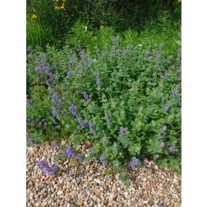 Nepeta faassenii Little Tich - Macskamenta