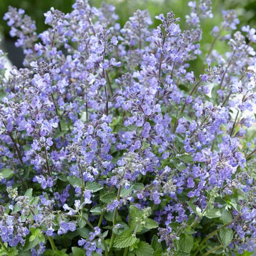 Nepeta faassenii Purrsian Blue - Macskamenta