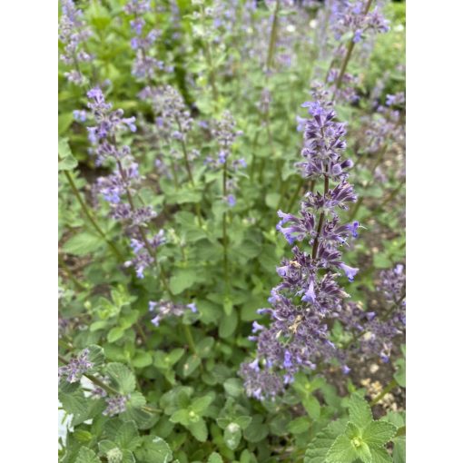 Nepeta grandiflora Summer Magic - Macskamenta