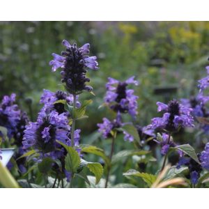 Nepeta kubanica - Macskamenta