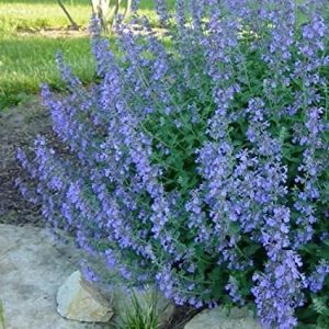 Nepeta mussinii - Macskamenta