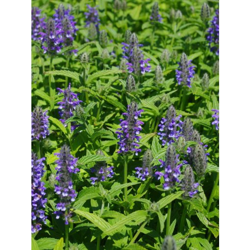 Nepeta nervosa - Macskamenta