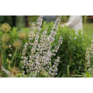 Nepeta nuda Alba - Macskamenta