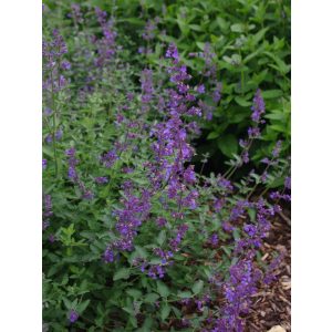 Nepeta racemosa Grog - Macskamenta