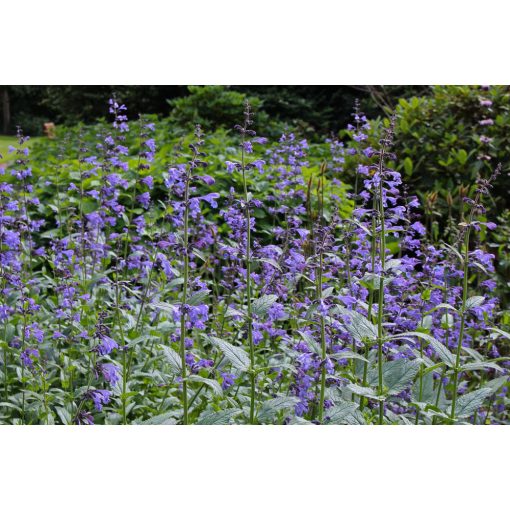 Nepeta sibirica - Macskamenta