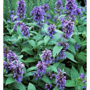 Nepeta subsessilis - Macskamenta