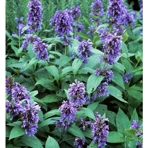 Nepeta subsessilis - Macskamenta