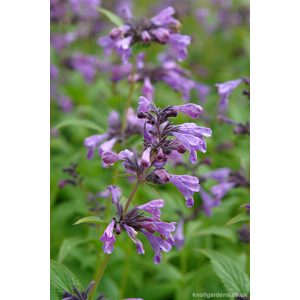 Nepeta Weinheim Big Blue - Macskamenta