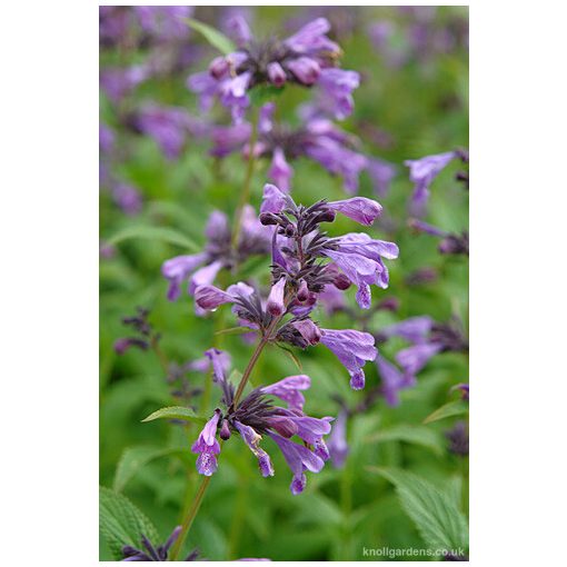 Nepeta Weinheim Big Blue - Macskamenta