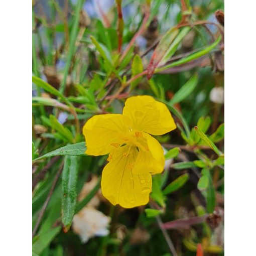 Oenothera African Sun - Ligetszépe