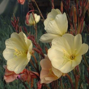 Oenothera odorata Sulphurea - Ligetszépe