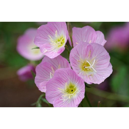 Oenothera speciosa - Ligetszépe