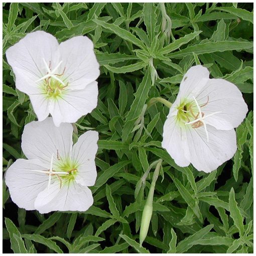 Oenothera speciosa Alba - Ligetszépe