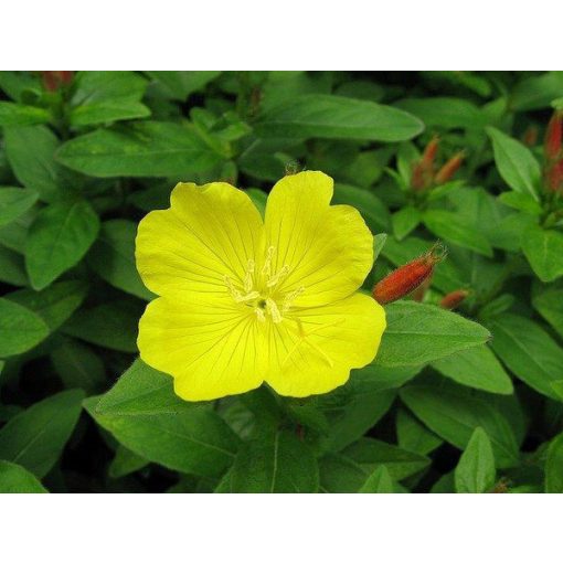 Oenothera tetragona - Ligetszépe