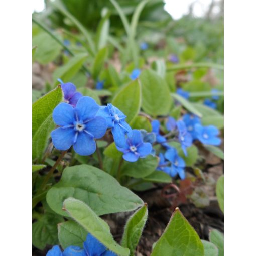 Omphalodes verna - Köldökfű