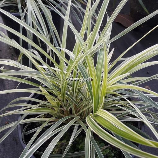 Ophiopogon japonicus Variegata - Kígyószakáll