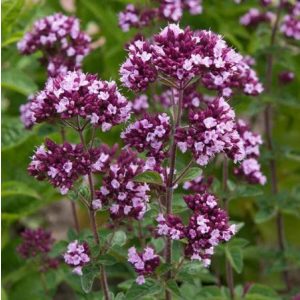 Origanum Gentle Breeze - Oregánó