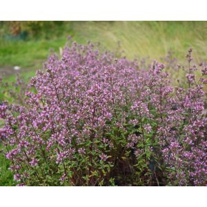 Origanum laevigatum Aromaticum - Oregánó