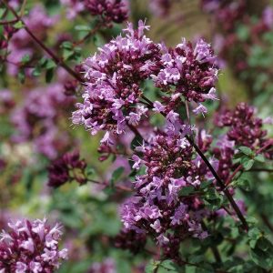 Origanum laevigatum Rotkugel - Oregánó