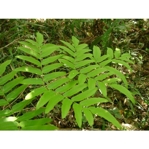 Osmunda japonica - Japán királypáfrány